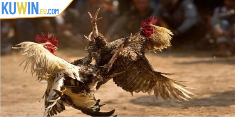 Đá gà cựa sắt là hình thức chọi kê có tính sát thương vô cùng cao