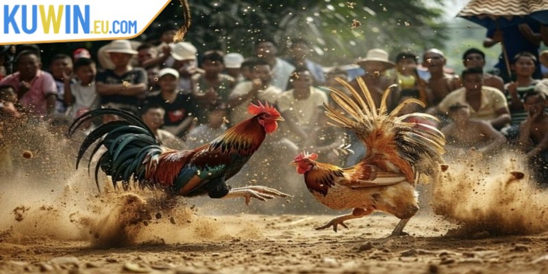 Đá gà cựa dao là một loại hình thi đấu và cá cược phổ biến