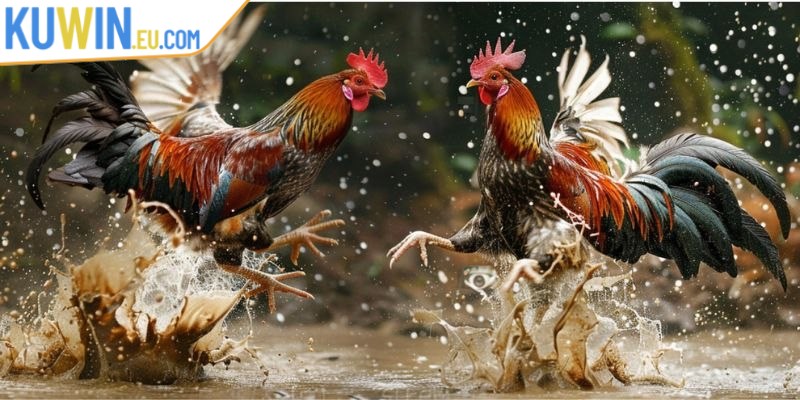 Hướng dẫn cách tham gia cá cược đá gà cựa dao tại Kuwin