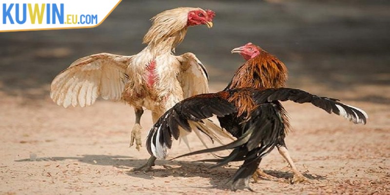 Đá gà cựa sắt là một hình thức thi khá hấp dẫn và kịch tính