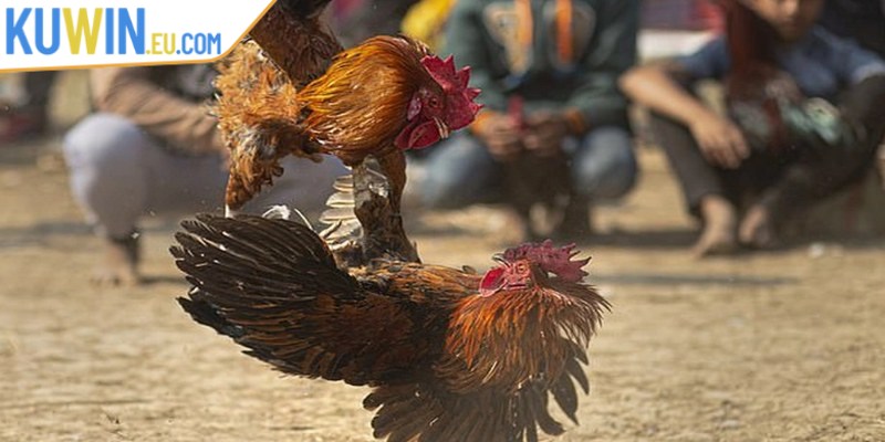 Câu hỏi thường gặp và giải đáp chi tiết về đá gà Thomo trực tuyến