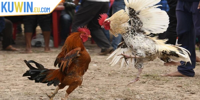 Đá gà trực tuyến Campuchia là hình thức phát sóng trực tiếp