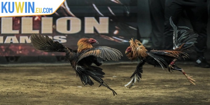 Cách thức hoạt động của đá gà trực tuyến tại Campuchia