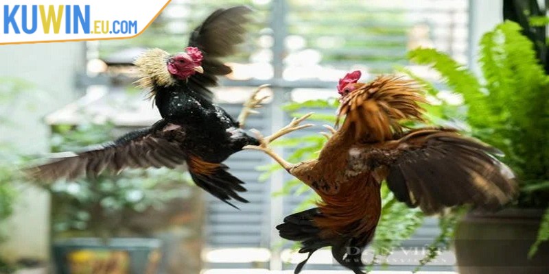 Phần mềm hack đá gà trực tuyến là công cụ vô cùng hữu ích cho bạn