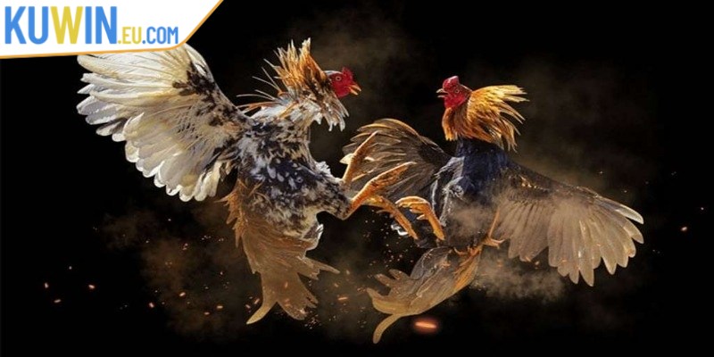 Phần mềm hack đá gà giúp anh em cập nhật kết quả nhanh hơn