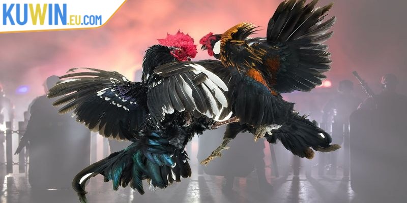 CheMax là công cụ giúp người chơi nâng cao trải nghiệm cá cược đá gà